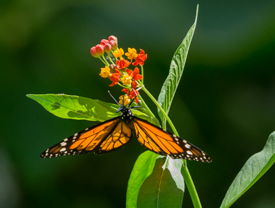 Monarch Butterfly